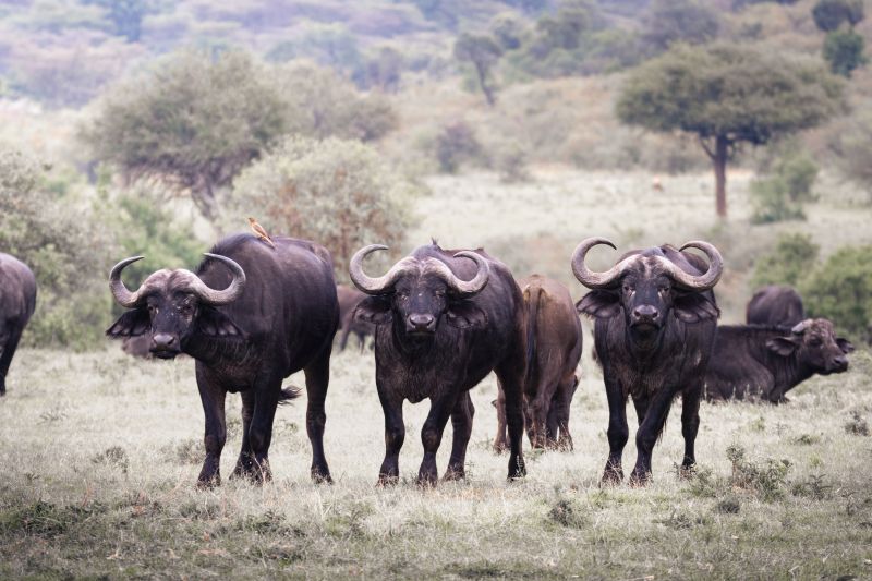 Büffelherde in der Kenia
